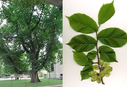 elm tree seeds. Wych Elm tree, leaf and seed,