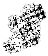 chart-Irish-native-Silver-Birch-Bet.jpg