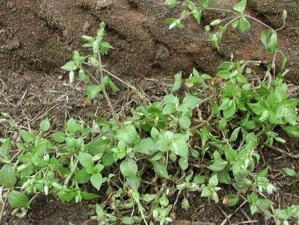Chickweed Picture