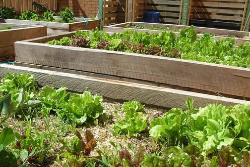 Preparing A Vegetable Garden