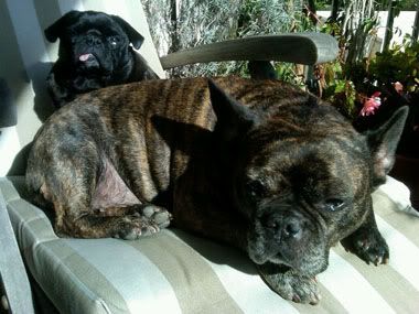 Dogs in the sun, Dogs in the sun