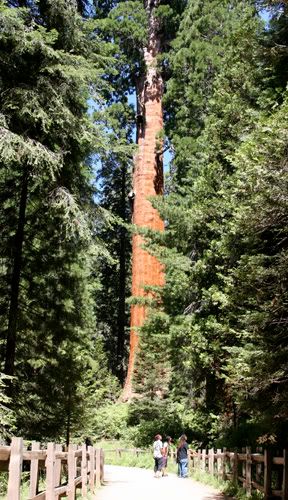 Giant Sequoias Kings Canyon National Park