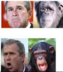 https://i82.photobucket.com/albums/j260/the_hi/bush_monkey2.jpg